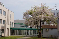 春の函館キャンパス