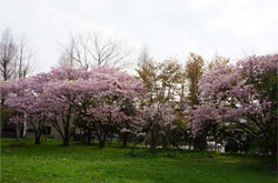 春の函館キャンパス
